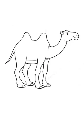 Верблюд на фотографии пустыни в качестве фона Стоковое Фото - изображение  насчитывающей сахара, караван: 172171990