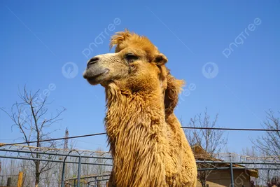 Фото Верблюды Египет Cairo Пустыни Природа пальма Камни животное