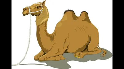 Верблюд В Шавка Рас Аль Хайма — стоковые фотографии и другие картинки  Верблюд - Верблюд, Горб, Горизонтальный - iStock