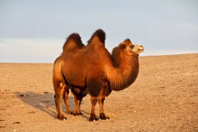 Верблюд Находится — стоковые фотографии и другие картинки Арабеска -  Арабеска, Аравия, Африка - iStock