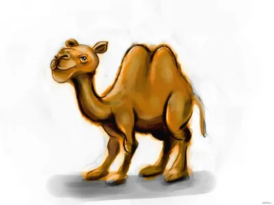 гарнитура верблюда, животное, фотография, верблюд фон картинки и Фото для  бесплатной загрузки