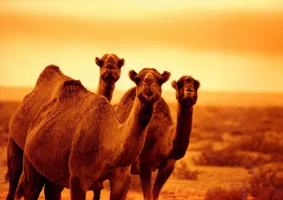 крупный план морды верблюда, верблюжья морда, глаз, верблюд фон картинки и  Фото для бесплатной загрузки