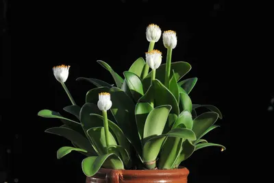 Комнатное растение на картинке: Гемантус