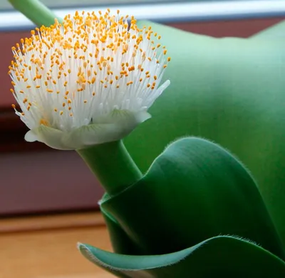 Комнатное растение на фото: Гемантус