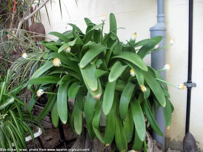 Фотография Гемантуса: растение для здоровья и красоты