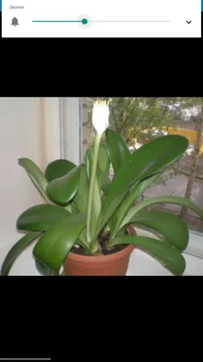 Изображение Гемантуса: цветок-королева в вашем доме