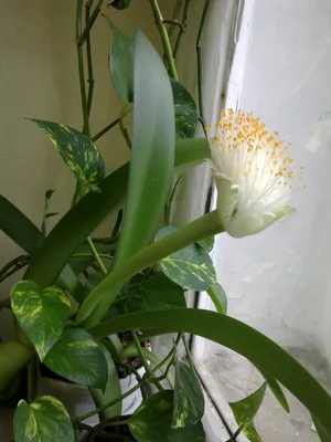 Картинка красивого Гемантуса: как выбрать лучшее растение для вашего дома