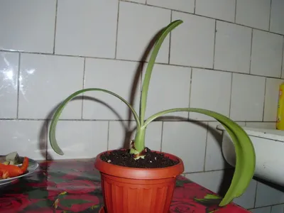Изображение Гемантуса: какие преимущества имеет это растение