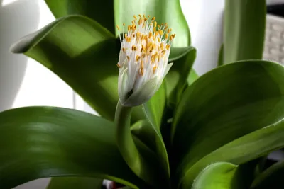 Фотография Гемантуса: какие преимущества имеет это растение в сравнении с другими комнатными растениями