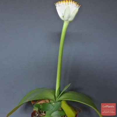 Комнатное растение на фото: Гемантус
