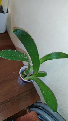 Фото Гемантуса: как вырастить этот растение в домашних условиях