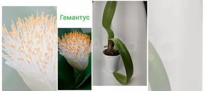 Изображение Гемантуса: воплощение красоты и изящества в одном растении