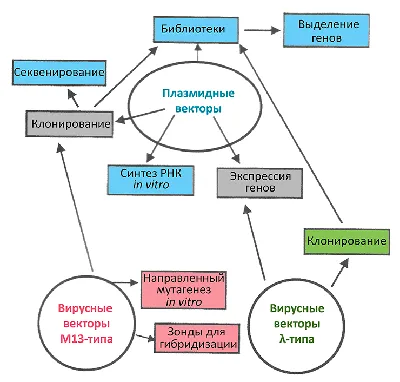 Генетика. Путеводитель по ДНК и законам наследственности. Краткий курс в  комиксах» за 300 ₽ – купить за 300 ₽ в интернет-магазине «Книжки с  Картинками»