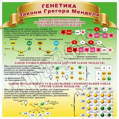 Интеллектуальные способности наследуются по женской линии / генетика /  смешные картинки и другие приколы: комиксы, гиф анимация, видео, лучший  интеллектуальный юмор.