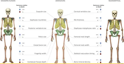 генетика - Russian Morphemic Dictionary