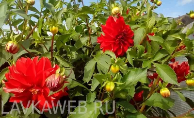 6 секретов пышного цветения георгинов | В цветнике (Огород.ru)