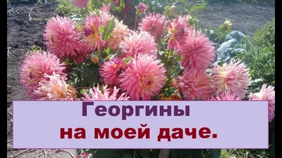 Ещё георгин. Другой цвет, другое небо. #цветок #цветы #бордовыйцветок # георгин #огород #дача #небо #облака #бордовый #мойогород #лето #… | Георгины,  Цветы, Цветок