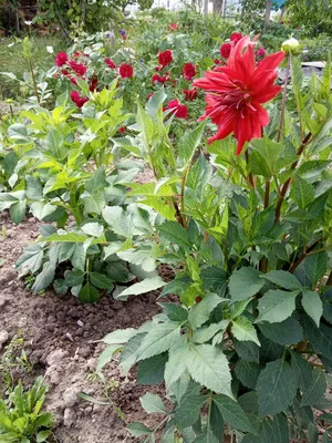 Георгины в цветниках: 5 экзотических сочетаний | Розовая🌹дача | Дзен