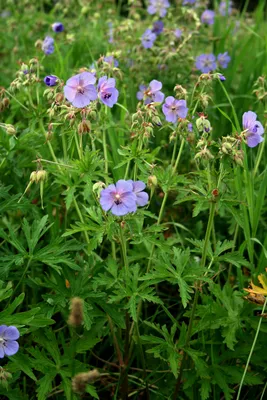 Nature's Way, Sambucus Relief, поддержка иммунитета, для детей от 2 лет,  бузина и южноафриканская герань, 36 жевательных таблеток c доставкой с  iHerb.com