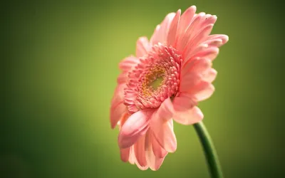 Изображение герберы: цветок, который напоминает о лете