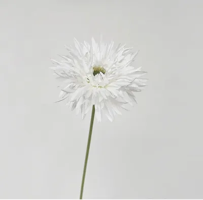 Фотография герберы: цветок, который всегда на моде