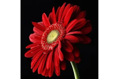 Фото герберы: цветок, который подарит улыбку
