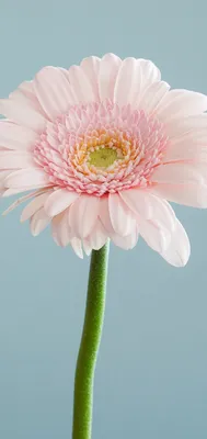 Фотография герберы: цветок, который легко ухаживать