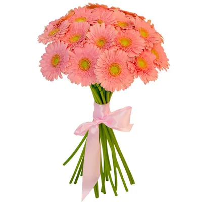 Гербера розовая в Москве - Купить с доставкой от 150 руб. |  Интернет-магазин «Люблю цветы»
