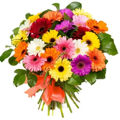 Герберы и ромашки. Летние цветы в букете от Lotlike.ru. Купить цветы
