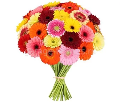 Букет цветов «Герберы в 25 лет» заказать с доставкой в Краснодаре по цене 4  330 руб.