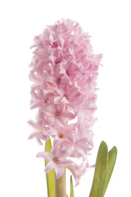 Гиацинт (Hyacinthus) — описание, выращивание, фото | на LePlants.ru
