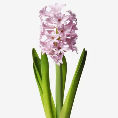 Гиацинт цветок: фото, описание, посадка, уход