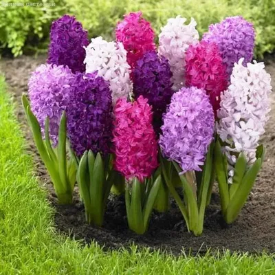 Цветок с гиацинтом, гиацинт или гиацинт Стоковое Фото - изображение  насчитывающей цвет, цветок: 165524202