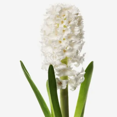 Сиреневый гиацинт в снегу. Изображение весеннего цветка гиацинта с местом  для текста. Stock Photo | Adobe Stock