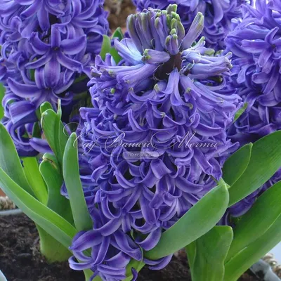 голубой гиацинт стоковое фото. изображение насчитывающей цветок - 13927246