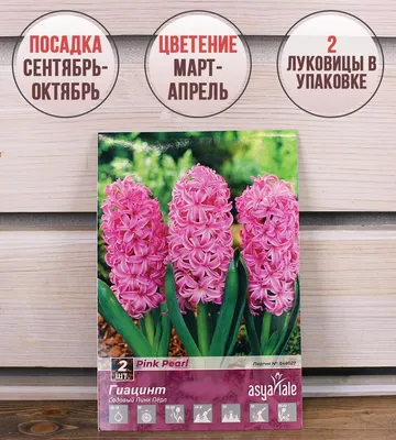 Гиацинт Пёрпл Сенсейшн (Hyacinthus Purple Sensation) - Луковицы гиацинтов -  купить недорого гиацинты в Москве в интернет-магазине Сад вашей мечты