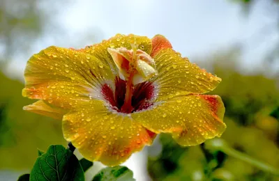 Гибискус: яркий цветок для вашего дома
