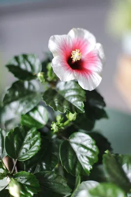 Гибискус: цветок, который заставит ваш дом преобразиться