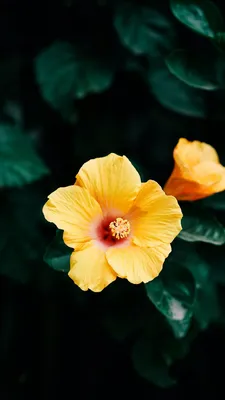 Фотография комнатного гибискуса: яркий цветочный акцент для вашего дома