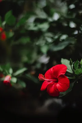 Гибискус: прекрасное растение для вашего дома