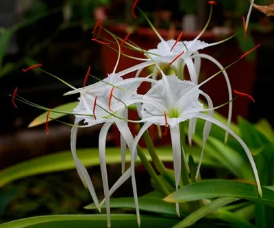 Гименокаллис: красивое растение на фото