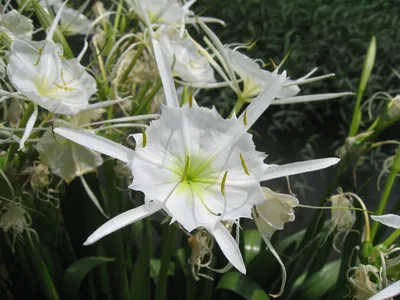 Фото Гименокаллис: цветущее растение в домашней обстановке