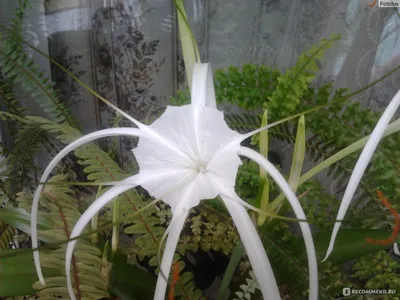 Картинка Гименокаллис: экзотическое растение на фото
