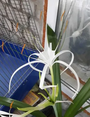 Гименокаллис на фото: уникальное растение в домашней коллекции