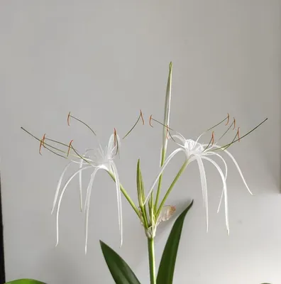 Фото Гименокаллис: растение, которое вдохновляет