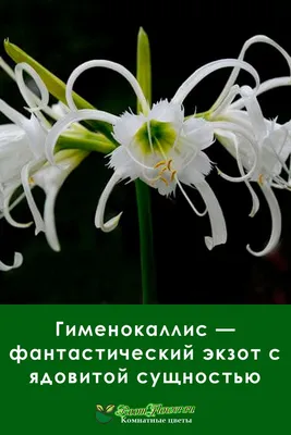 Изображение Гименокаллис: красивое растение для домашней коллекции