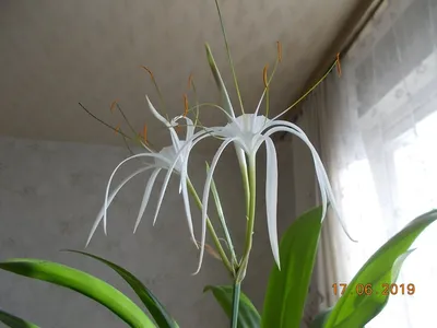 Изображение Гименокаллис: прекрасное растение для украшения дома