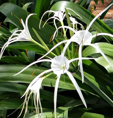 Гименокаллис на изображении: прекрасный цветок в своей естественной среде