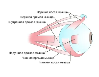 Нужно ли делать зарядку для глаз при косоглазии у детей? - энциклопедия  Ochkov.net