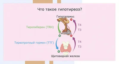 Гипотиреоз 4. Лечение гипотиреоза без тироксина - YouTube